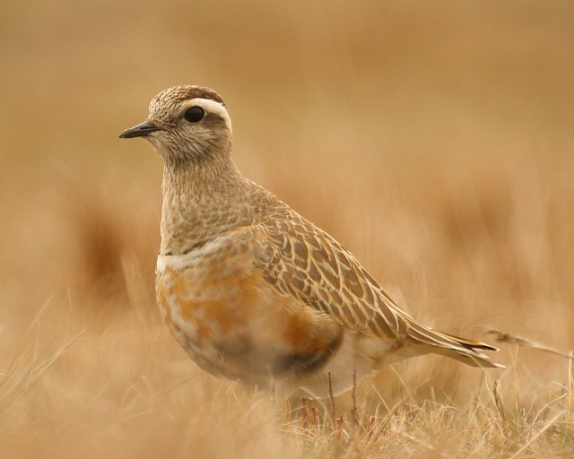Dotterel
