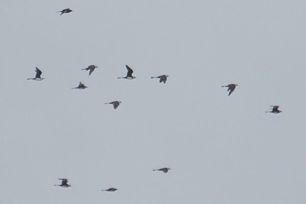 Pomarine Skua