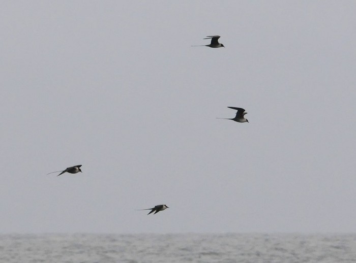 Long-tailed Skua
