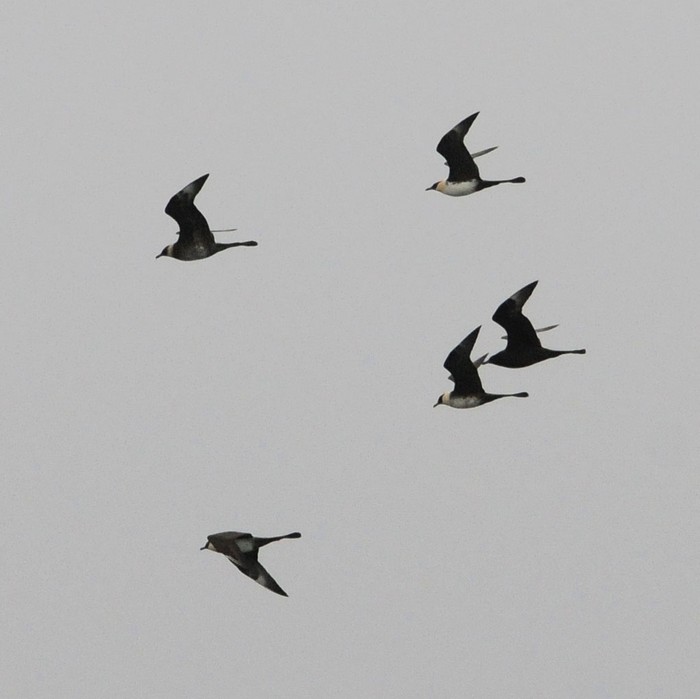 Pomarine Skua