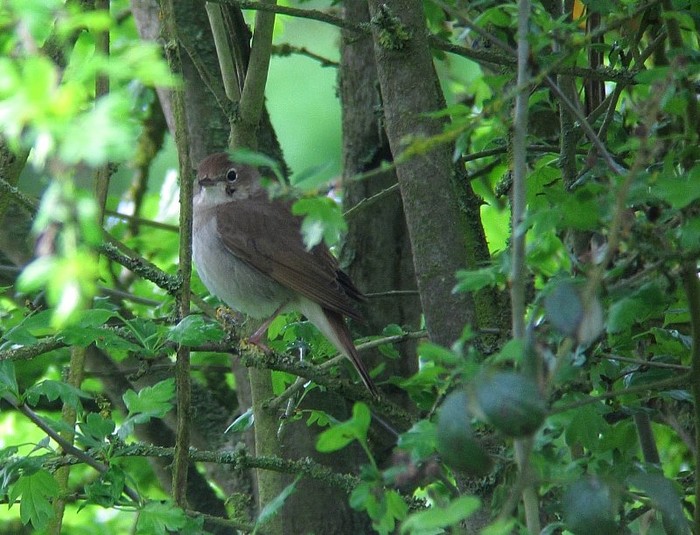 Nightingale
