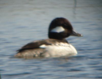 Bufflehead