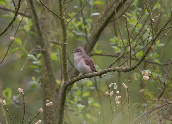 Garden Warbler