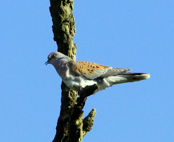 Turtle Dove