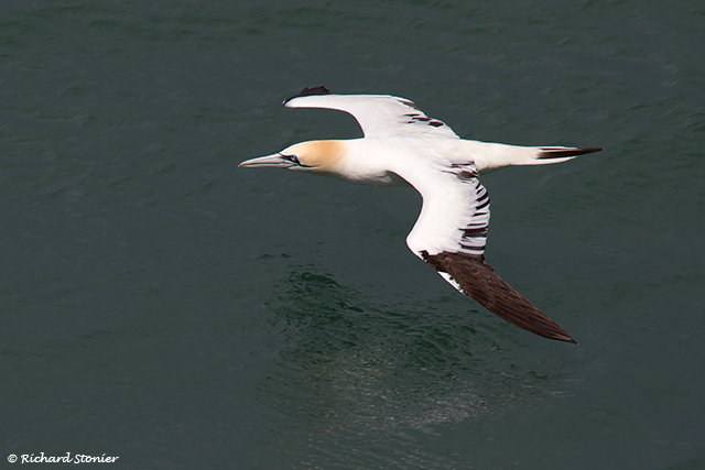 Gannet