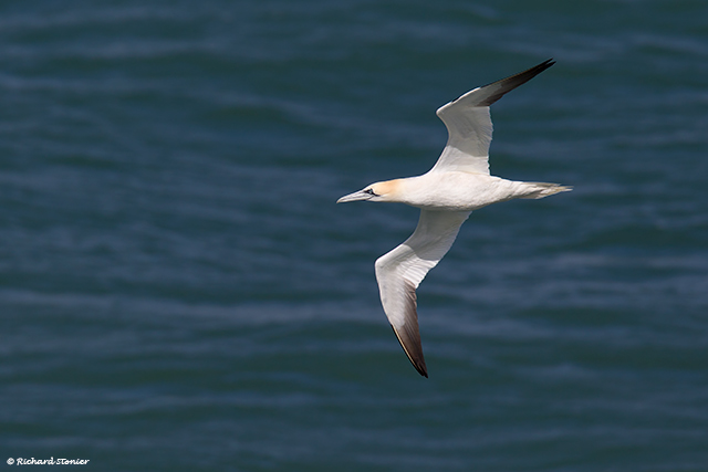 Gannet