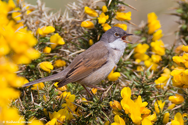 Whitethroat