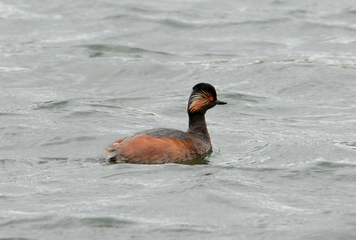 Black-necked Grebe