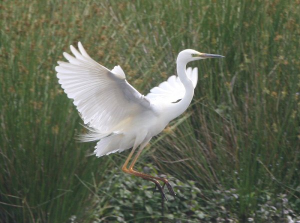 Great White Egret