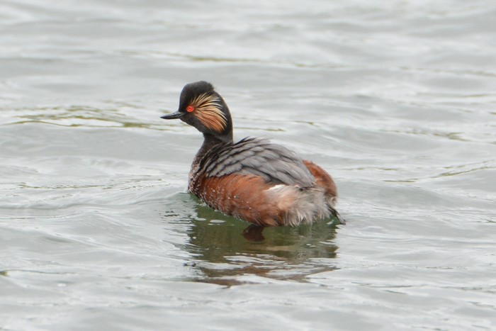 Black-necked Grebe