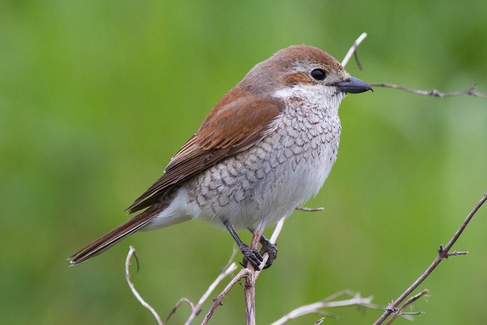 Red-backed Shrike