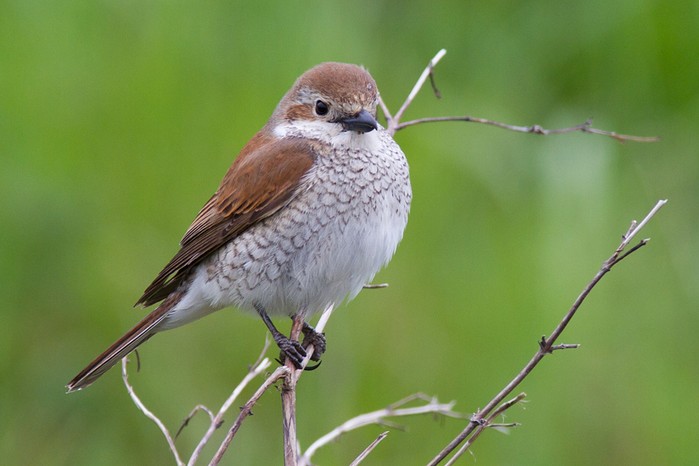 Red-backed Shrike