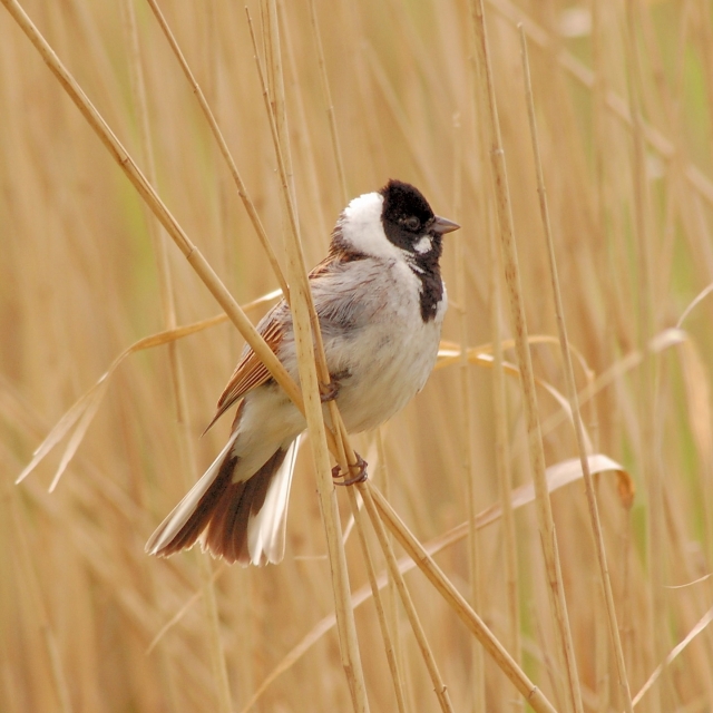 Reed Bunting