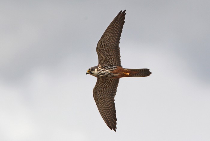 Hobby