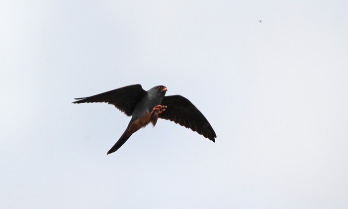 Red-footed Falcon