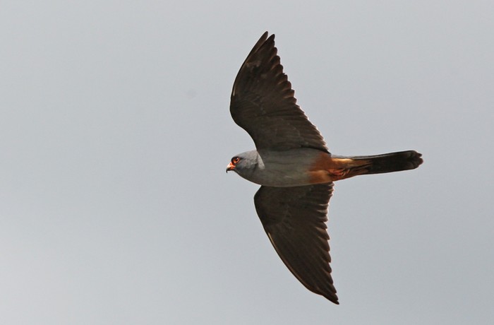 Red-footed Falcon
