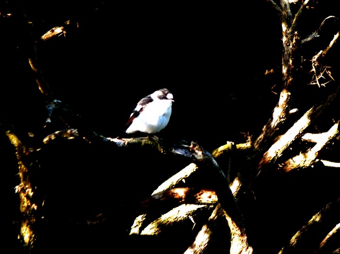 Collared Flycatcher