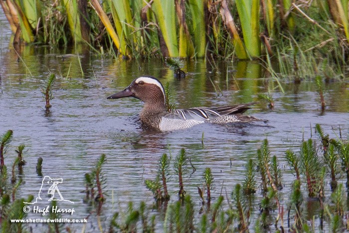 Garganey