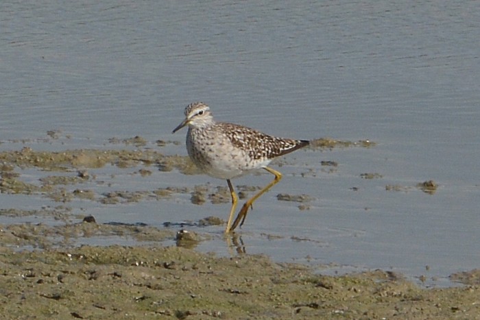 Wood Sandpiper