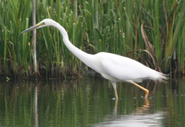 Great White Egret
