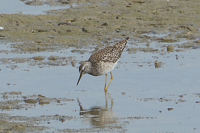 Wood Sandpiper