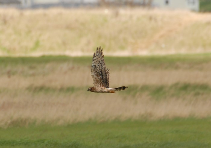 Montagu's Harrier