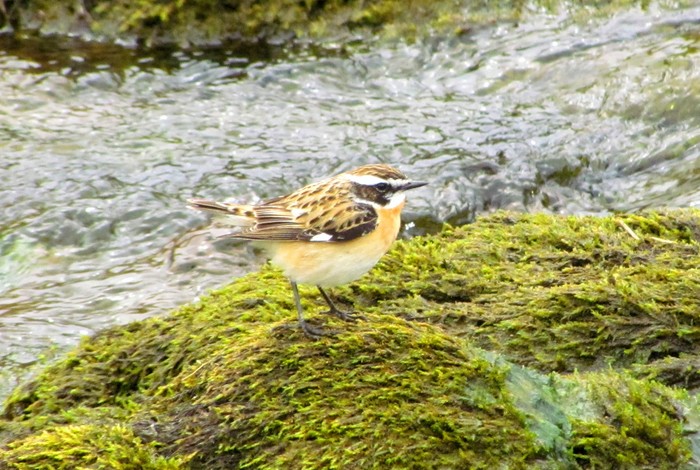 Whinchat