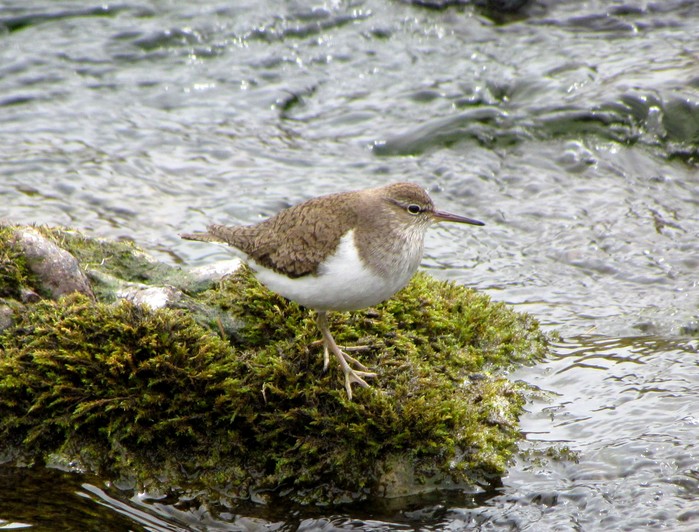 Common Sandpiper