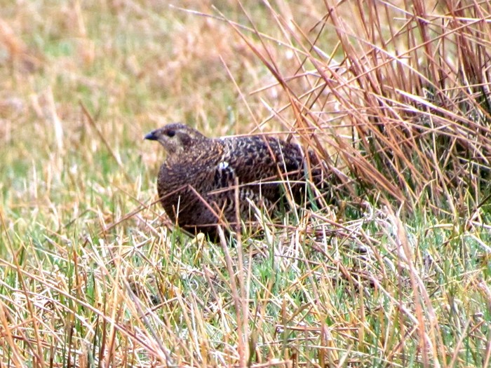 Black Grouse