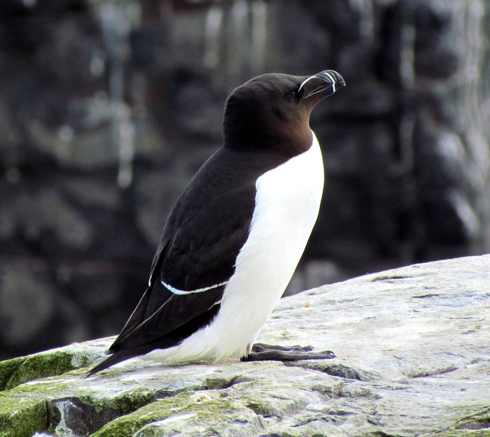 Razorbill