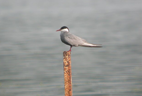Whiskered Tern