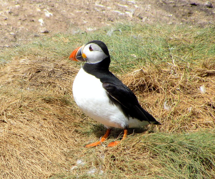 Puffin
