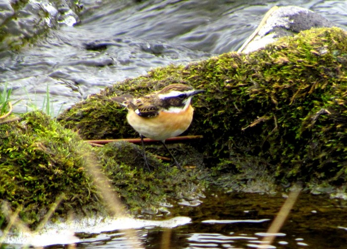 Whinchat