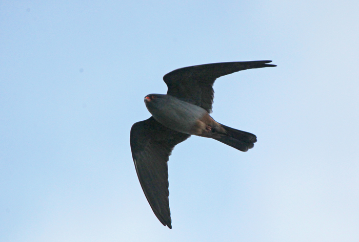 Red-footed Falcon
