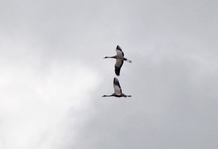 Common Crane