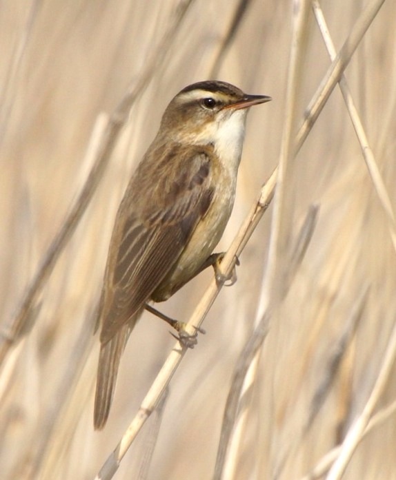 Sedge Warbler