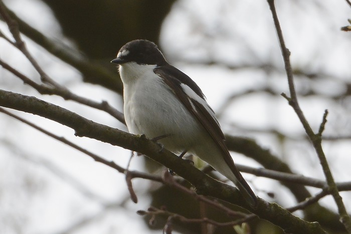 Pied Flycatcher