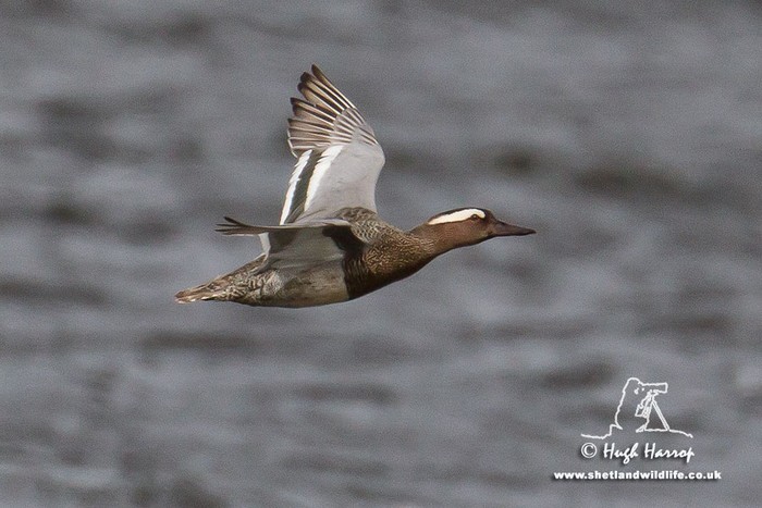 Garganey
