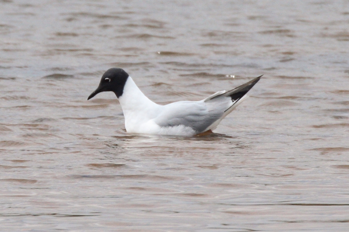 Bonaparte's Gull