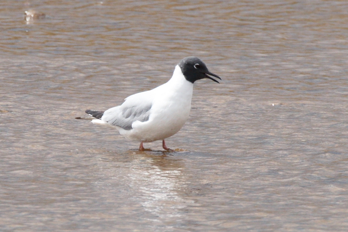 Bonaparte's Gull