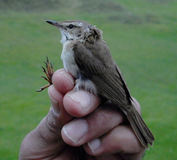 Paddyfield Warbler