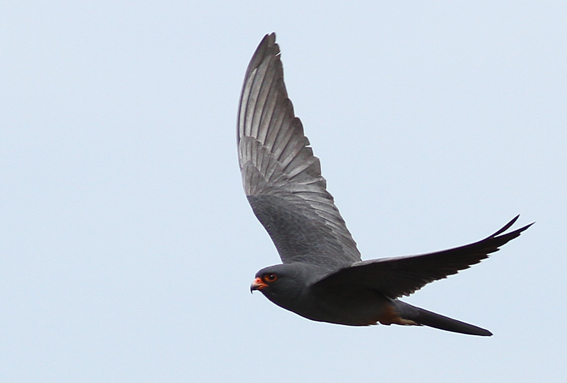 Red-footed Falcon