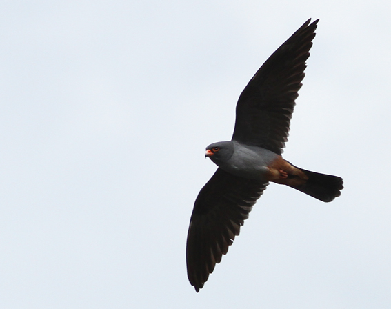Red-footed Falcon
