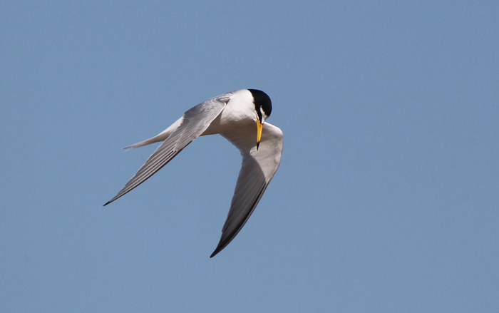 Little Tern