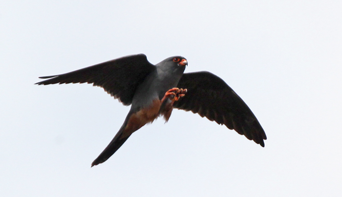 Red-footed Falcon