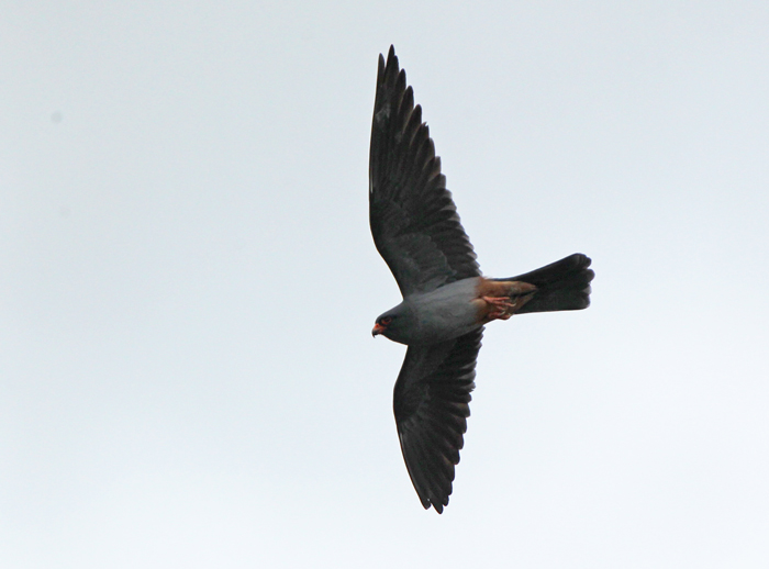 Red-footed Falcon
