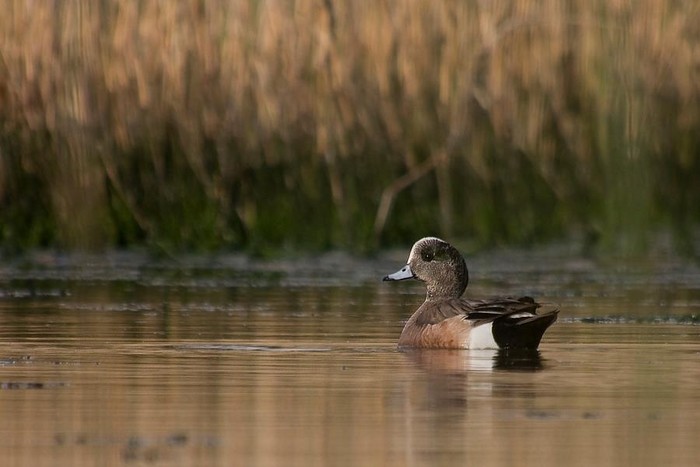 American Wigeon