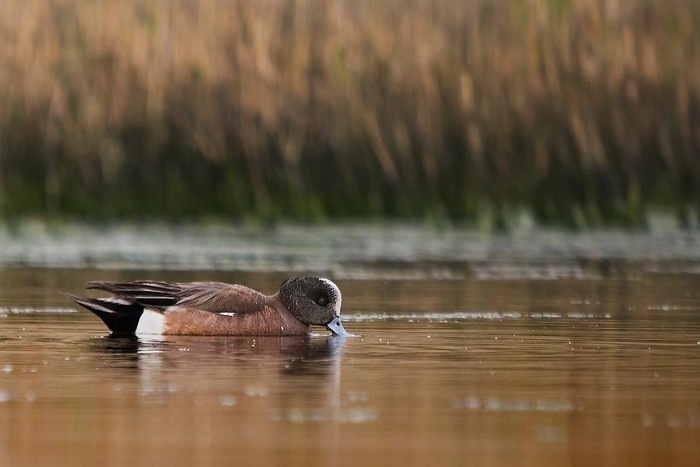 American Wigeon