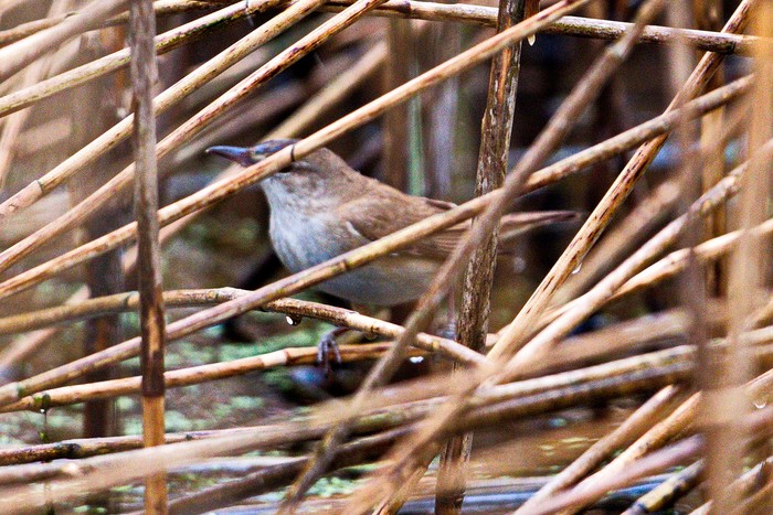 Great Reed Warbler