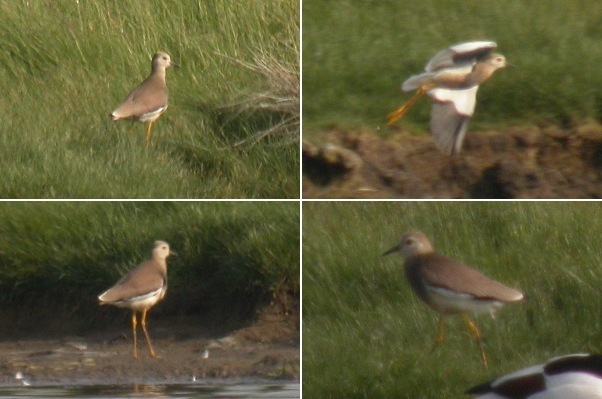 White-tailed Plover